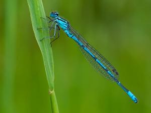 Ljus Lyrflickslända - Coenagrion puella Bilder på ljus lyrflickslända, även kallad ljus u-flickslända, är en art i insektsordningen trollsländor som tillhör...