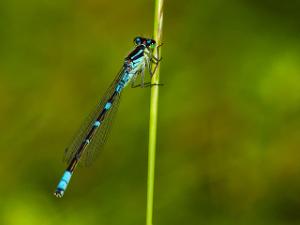 Månflickslända - Coenagrion lunulatum Bilder på månflickslända är en art i insektsordningen trollsländor som tillhör familjen dammflicksländor.