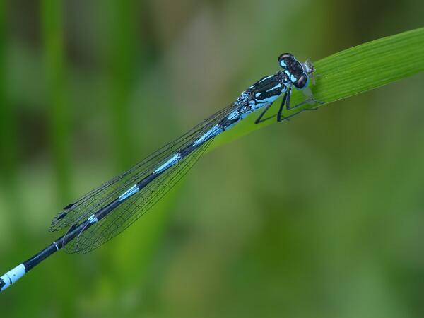 Mörk Lyrflickslända - Coenagrion pulchellum Bilder på mörk lyrflickslända. Förr kallades den mörk U-flickslända. Det är en art i insektsordningen trollsländor som...