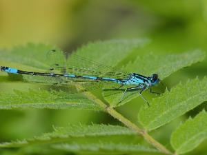 Mörk Lyrflickslända - Coenagrion pulchellum Bilder på mörk lyrflickslända. Förr kallades den mörk U-flickslända. Det är en art i insektsordningen trollsländor som...