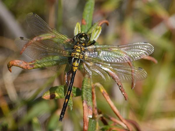 Myrtrollslända - Leucorrhinia dubia Bilder på myrtrollslända även kallad mindre kärrtrollslända, är en art i insektsordningen trollsländor som tillhör...