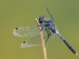 Pudrad Kärrtrollslända - Leucorrhinia albifrons Bilder på pudrad kärrtrollslända är en art i insektsordningen trollsländor som tillhör familjen segeltrollsländor.