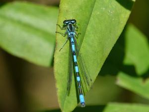 Spjutflickslända - Coenagrion hastulatum Bilder på spjutflickslända, förr kallad T-tecknad flickslända, är en art i insektsordningen trollsländor som tillhör...