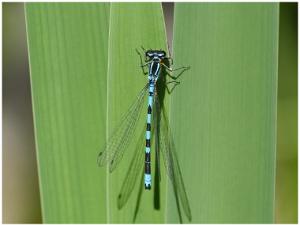 Spjutflickslända - Coenagrion hastulatum Bilder på spjutflickslända, förr kallad T-tecknad flickslända, är en art i insektsordningen trollsländor som tillhör...