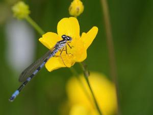 Spjutflickslända - Coenagrion hastulatum Bilder på spjutflickslända, förr kallad T-tecknad flickslända, är en art i insektsordningen trollsländor som tillhör...