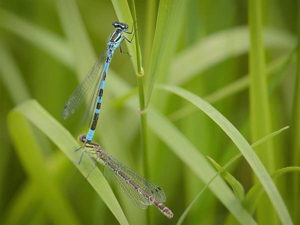 Spjutflickslända - Coenagrion hastulatum Bilder på spjutflickslända, förr kallad T-tecknad flickslända, är en art i insektsordningen trollsländor som tillhör...