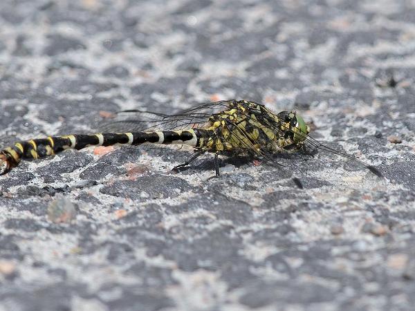 Stenflodtrollslända - Onychogomphus forcipatus Bilder på stenflodtrollslända är en art i insektsordningen trollsländor som tillhör familjen flodtrollsländor.