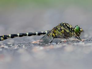 Stenflodtrollslända - Onychogomphus forcipatus Bilder på stenflodtrollslända är en art i insektsordningen trollsländor som tillhör familjen flodtrollsländor.