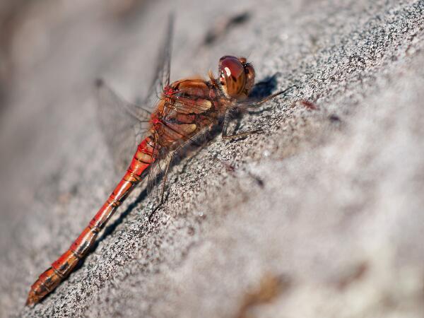 Större Ängstrollslända - Sympetrum striolatu Bilder på större ängstrollslända är en art i insektsordningen trollsländor som tillhör familjen segeltrollsländor.