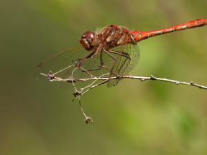 Större Ängstrollslända - Sympetrum striolatu Bilder på större ängstrollslända är en art i insektsordningen trollsländor som tillhör familjen segeltrollsländor.