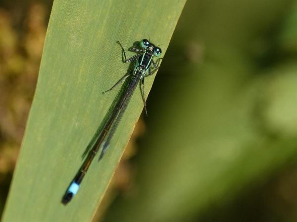 Större Kustflickslända - Ischnura elegans Bilder på större kustflickslända är en trollsländeart som ingår i släktet Ischnura, och familjen dammflicksländor.