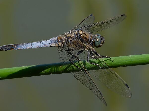 Större Sjötrollslända - Orthetrum cancellatum Bilder på större sjötrollslända även kallad Stor blåtrollslända är en art i insektsordningen trollsländor som tillhör...