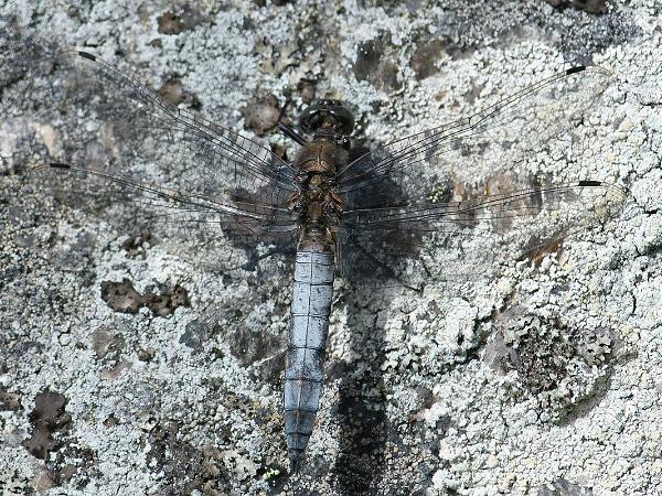Större Sjötrollslända - Orthetrum cancellatum Bilder på större sjötrollslända även kallad Stor blåtrollslända är en art i insektsordningen trollsländor som tillhör...