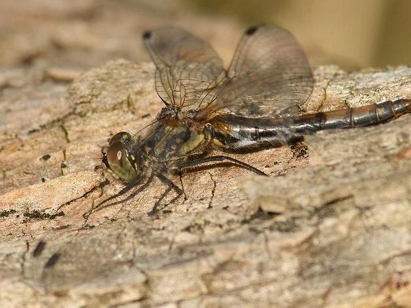 Svart Ängstrollslända - Sympetrum danae Bilder på svart ängstrollslända är en art i insektsordningen trollsländor som tillhör familjen segeltrollsländor.