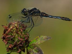 Svart Ängstrollslända - Sympetrum danae Bilder på svart ängstrollslända är en art i insektsordningen trollsländor som tillhör familjen segeltrollsländor.