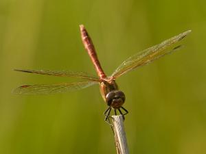 Tegelröd Ängstrollslända - Sympetrum vulgatum Bilder på tegelröd ängstrollslända är en art i insektsordningen trollsländor som tillhör familjen segeltrollsländor.