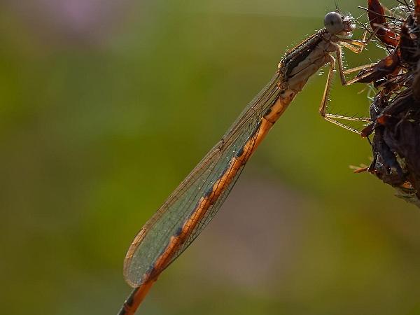 Vinterflickslända - Sympecma fusca Bilder på vinterflickslända är en art i insektsordningen trollsländor som tillhör familjen glansflicksländor.