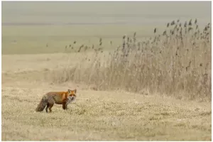 rav-fox-001