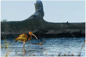 bronsibis-glossy-ibis-linkoping-sweden