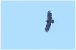 mindre-skrikorn-lesser-spotted-eagle-20160507