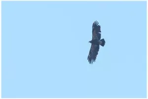 mindre-skrikorn-lesser-spotted-eagle-20160507