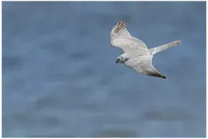 stapphok-pallid-harrier-over-water-flying-adult