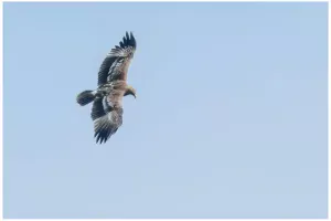 storre-skrikorn-rreater-spotted-eagle-2017-05-28