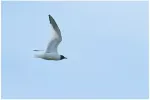 tarnmasaEsabines-gull-adult-006-20230729
