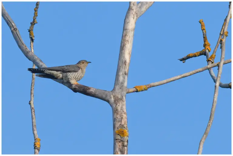 Gök - (Common Cuckoo)