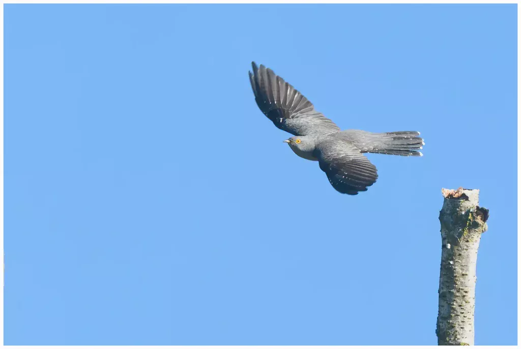Gök - (Common Cuckoo) - just left a tree