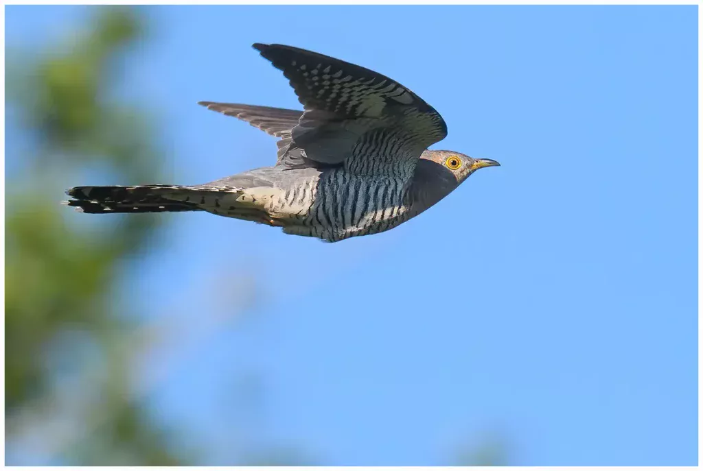 Gök - (Common Cuckoo)