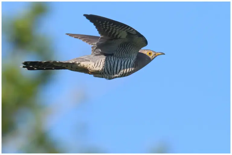 Gök - (Common Cuckoo) - flygandes.