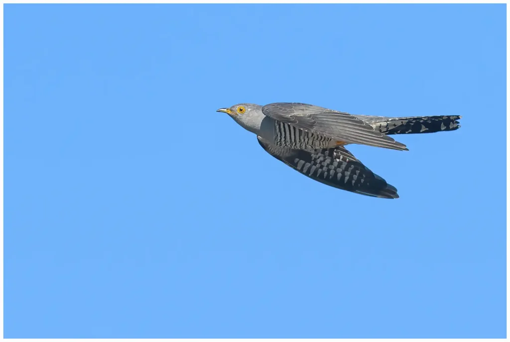 Gök - (Common Cuckoo) - flying against blue sky