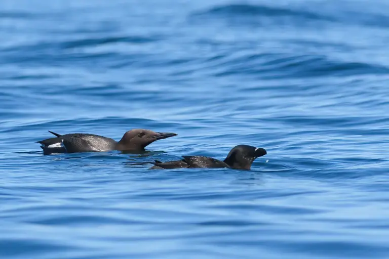 Sillgrissla - (Common Murre)