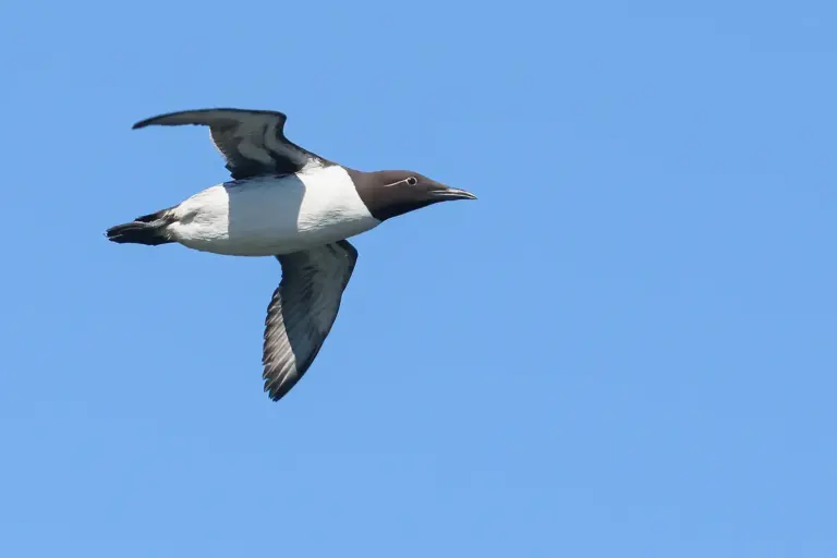 Sillgrissla - (Common Murre)