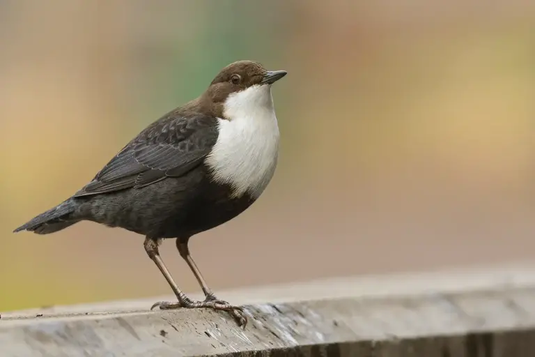 strömstareStrömstare - (White-throated Dipper)