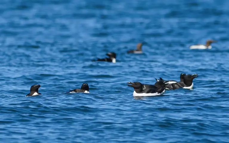 Tordmule - (Razorbill)