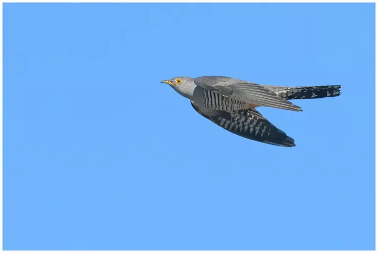 Gök – (Common Cuckoo)