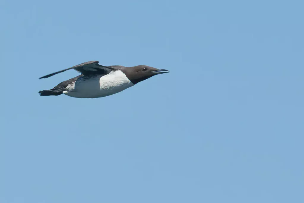 Sillgrissla - (Common Murre) - flyger förbi med näbben lite öppen