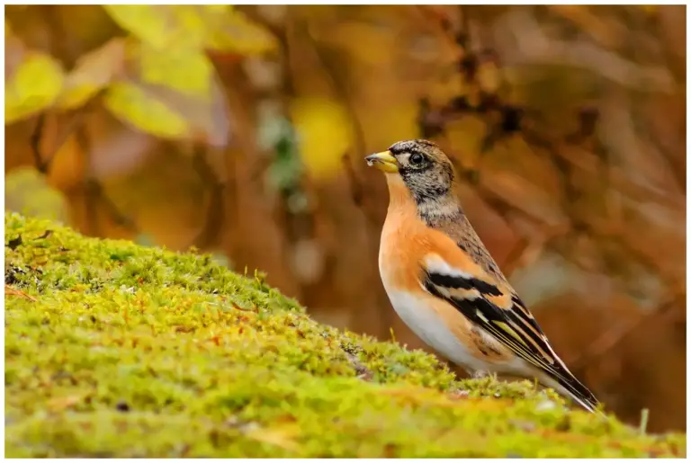 Bergfink - (Brambling)