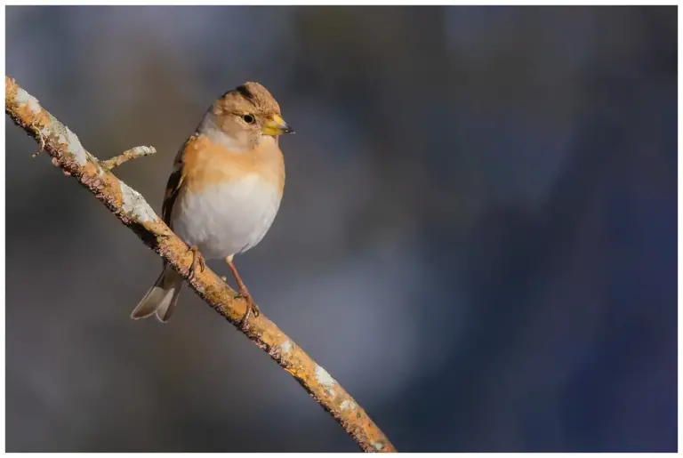 Bergfink - (Brambling)