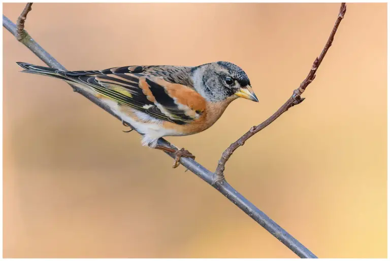 Bergfink - (Brambling)