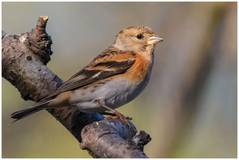 Bergfink - (Brambling) - hona i ett träd