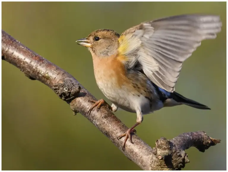 Bergfink - (Brambling)