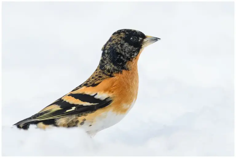 Bergfink - (Brambling) - hane i snö