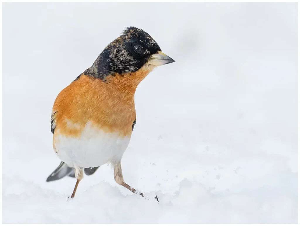 bild på en bergfink hanne i snö
