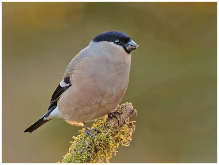 Domherre - (Common Bullfinch)- hona