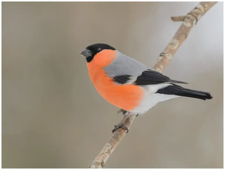 Domherre - (Common Bullfinch) - hane