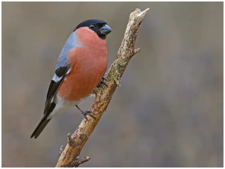 Domherre - (Common Bullfinch) hanne på en gren