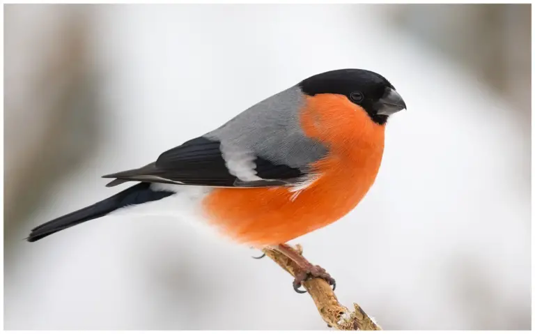 Domherre - (Common Bullfinch)